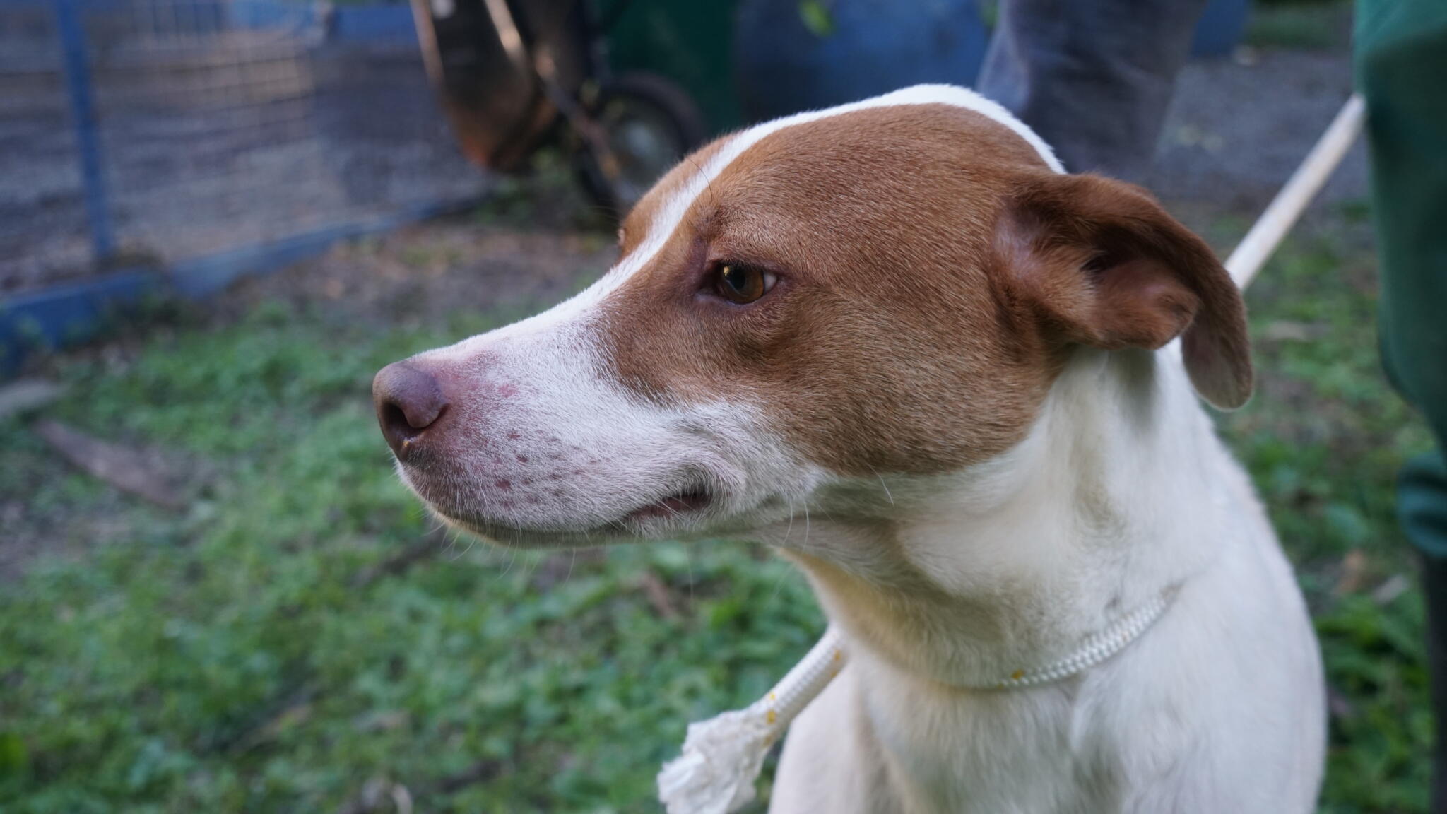 Cão acolhido pelo Centro de Zoonoses de Francisco Beltrão