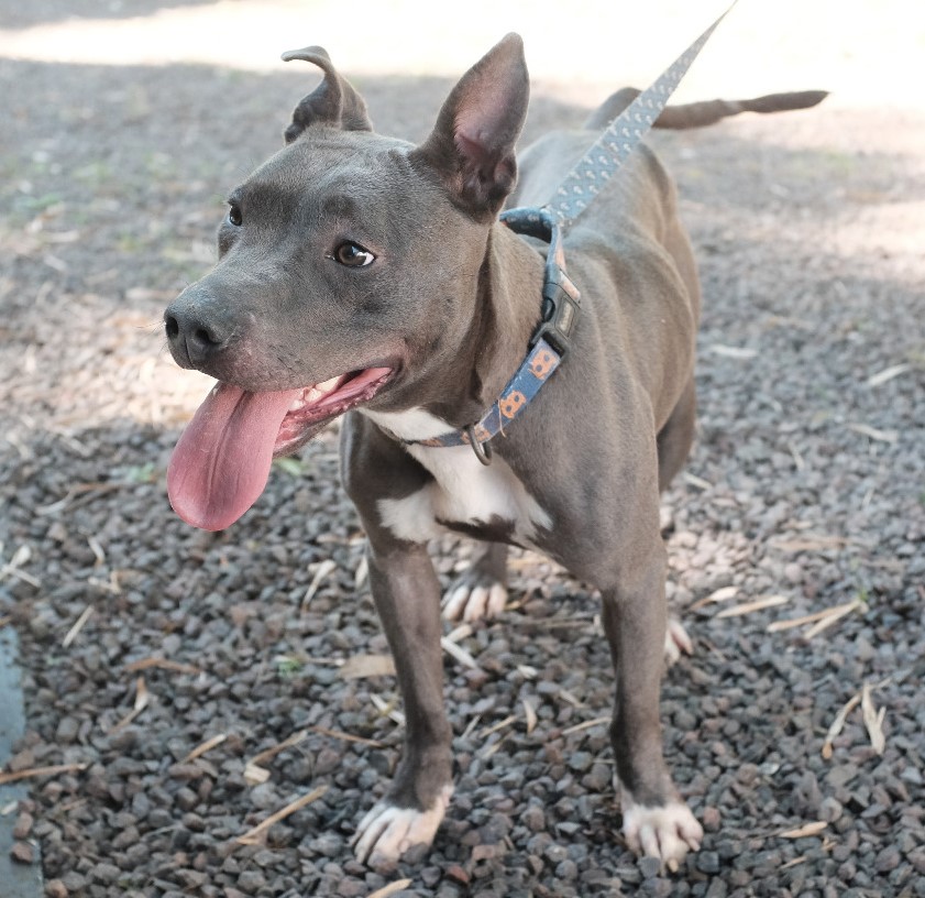 Cão em feira de adoção promovida pelo Centro de Zoonoses
