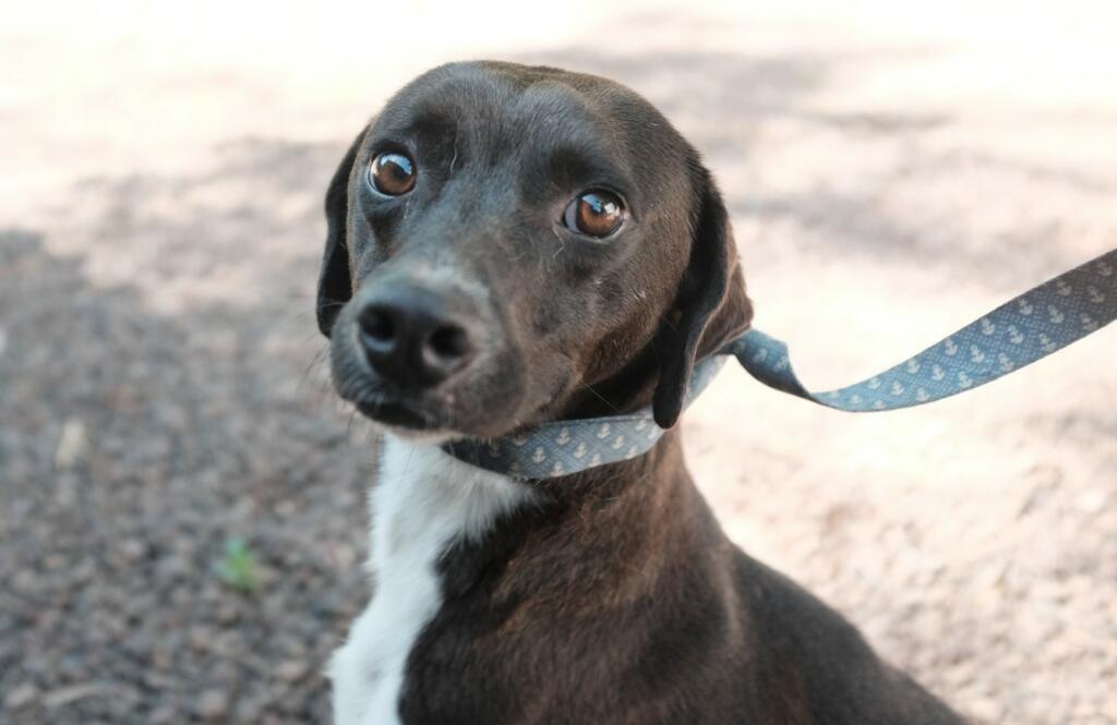 Cão apresentado em feira de adoção promovida pelo Município