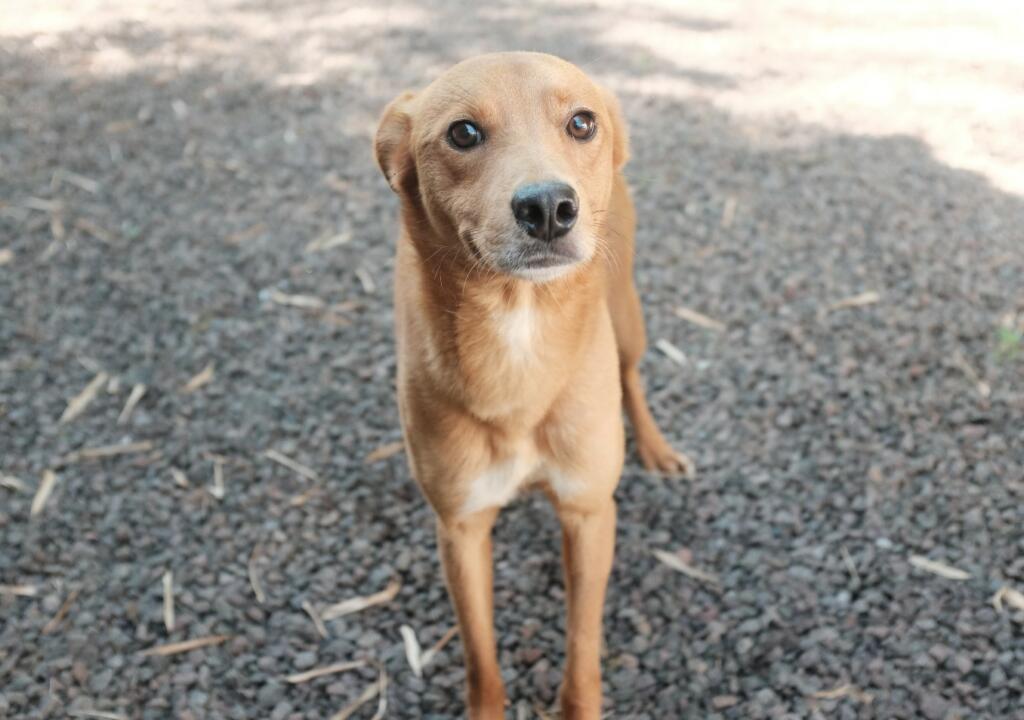 Cão acolhido em ação municipal de adoção responsável