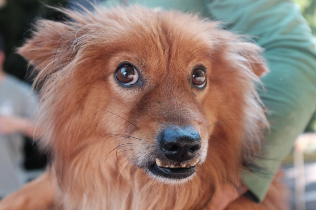 Cão participante de ação municipal de adoção responsável